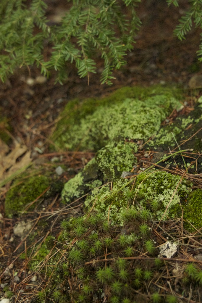 moss varieties